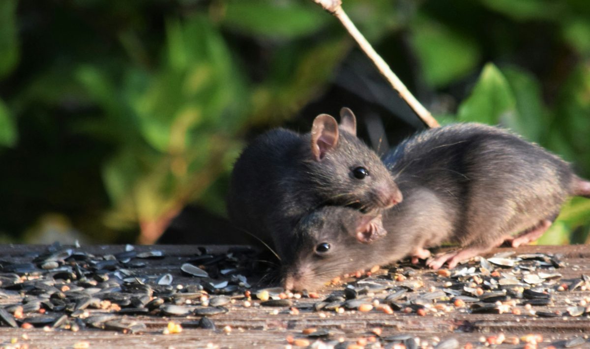 Dératisation  à Le Val : protégez votre foyer des envahisseurs à quatre pattes
